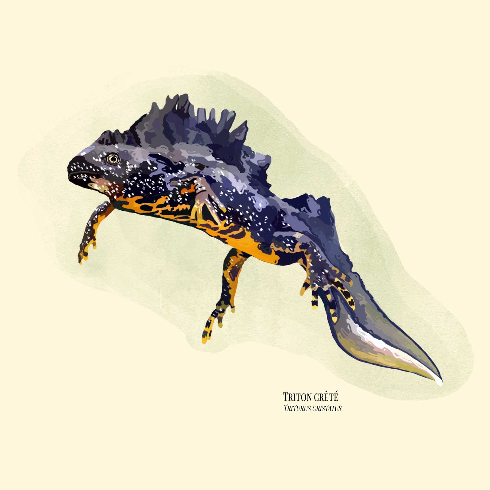 Triton crêté - Photoshop