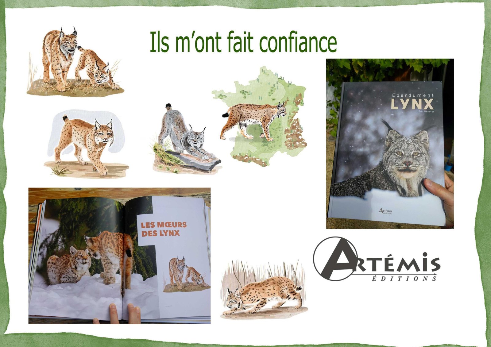 Illustrations aquarelle numérique / Livre "Éperdument Lynx" / Éditions Artémis